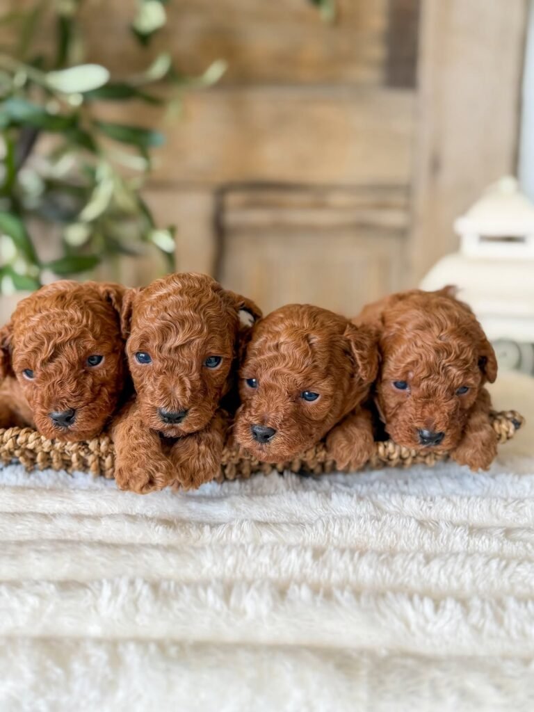 Cachorros en adopción