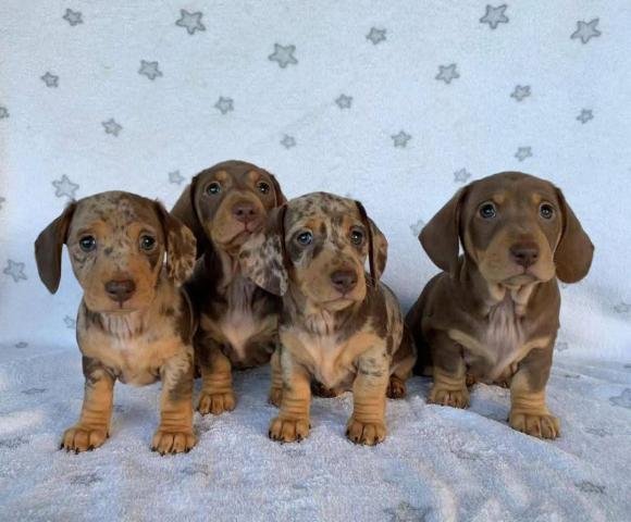 Cachorro disponible.