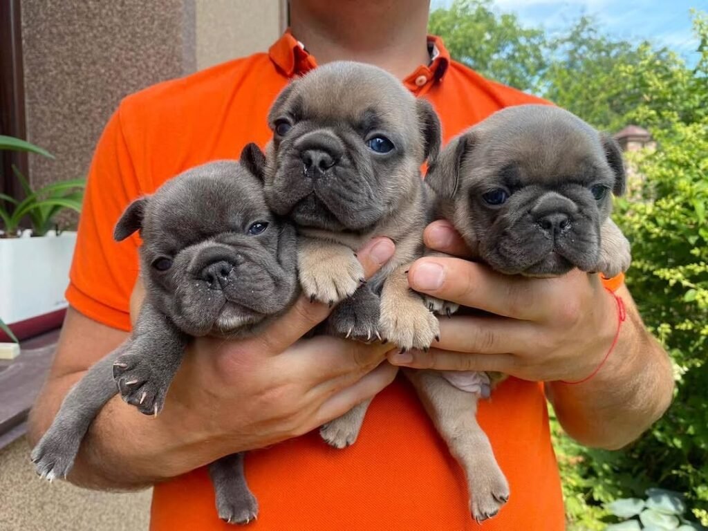 Cachorros en España