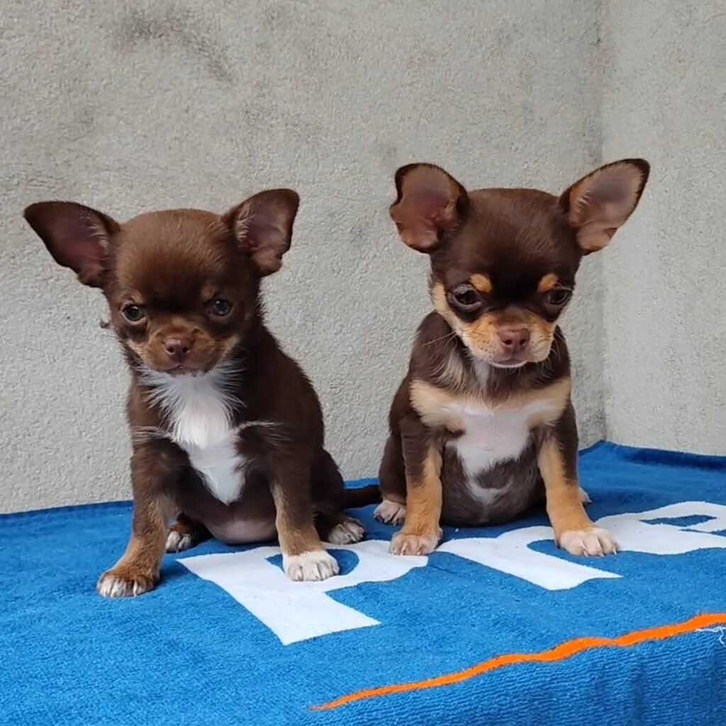 Cachorros en venta