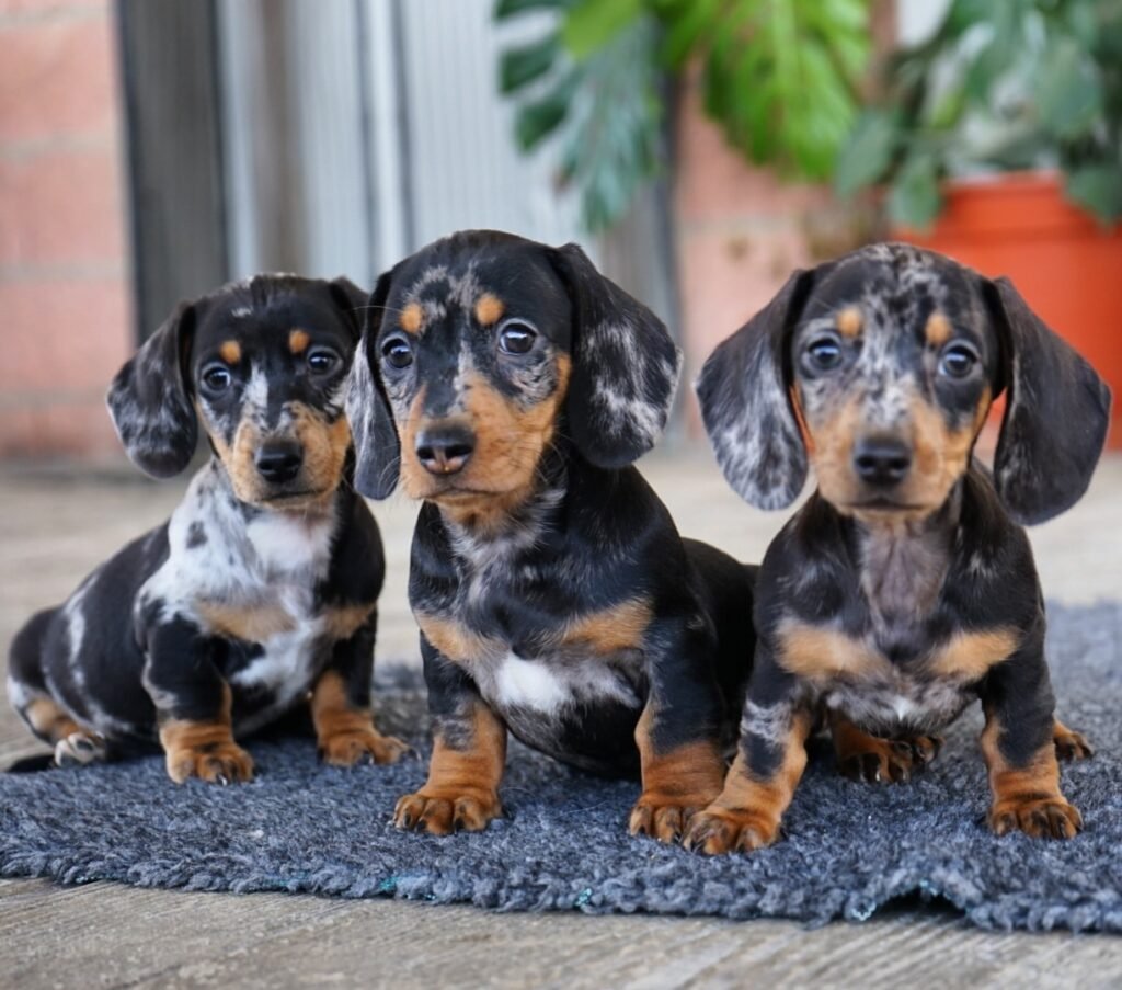 Cachorros en adopción