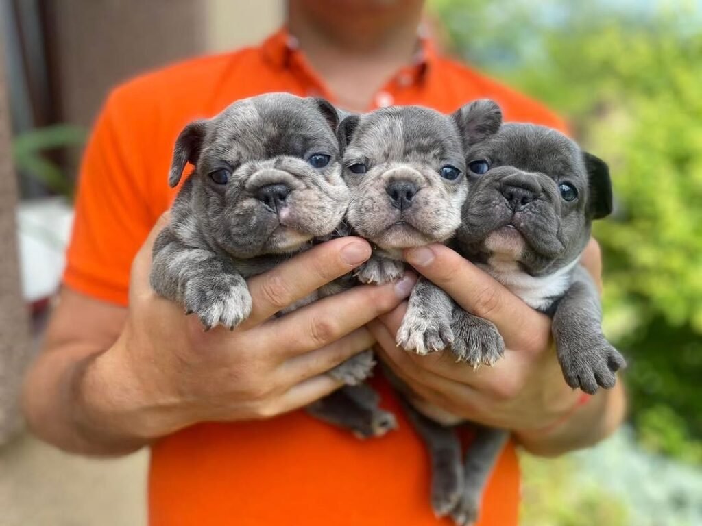 Perros en venta