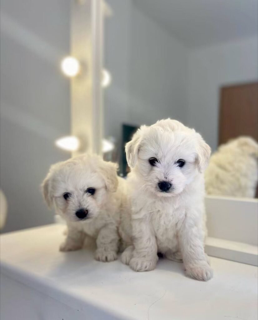 Regalo cachorros